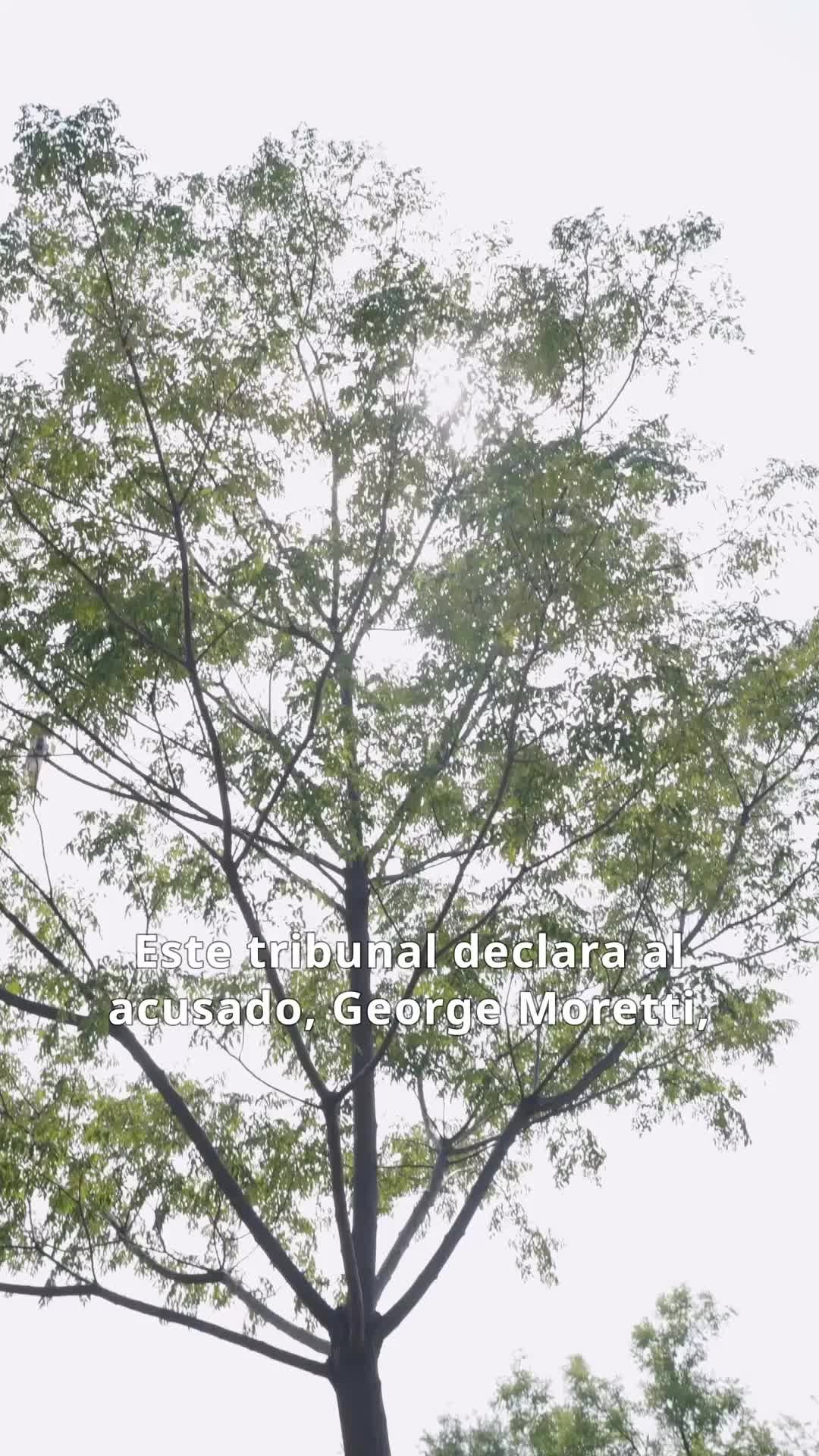 Episodio 84 de Amor silencioso, rosa sin florecer