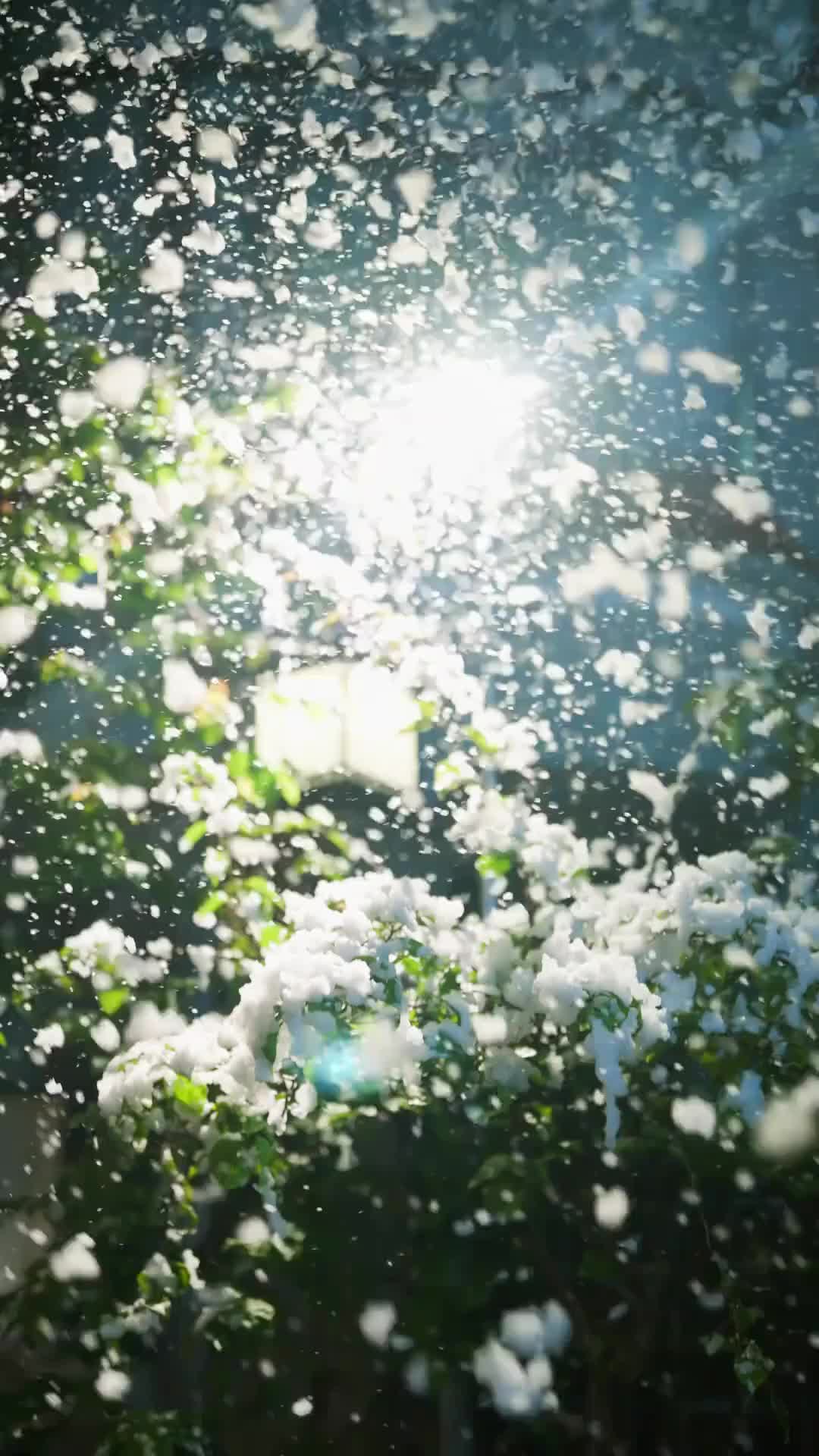 Episode 1 of Blooming in the Cold