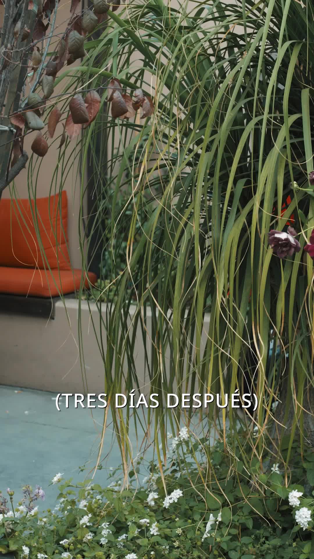 Episodio 41 de Cuando el Amor Llega Tarde
