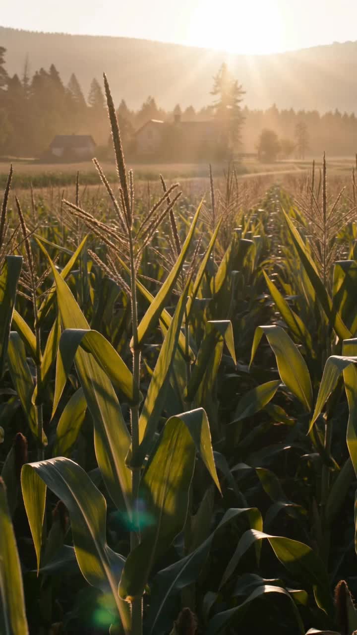Episódio 29 de De Wall Street à Natureza Selvagem: A Druida de Montana