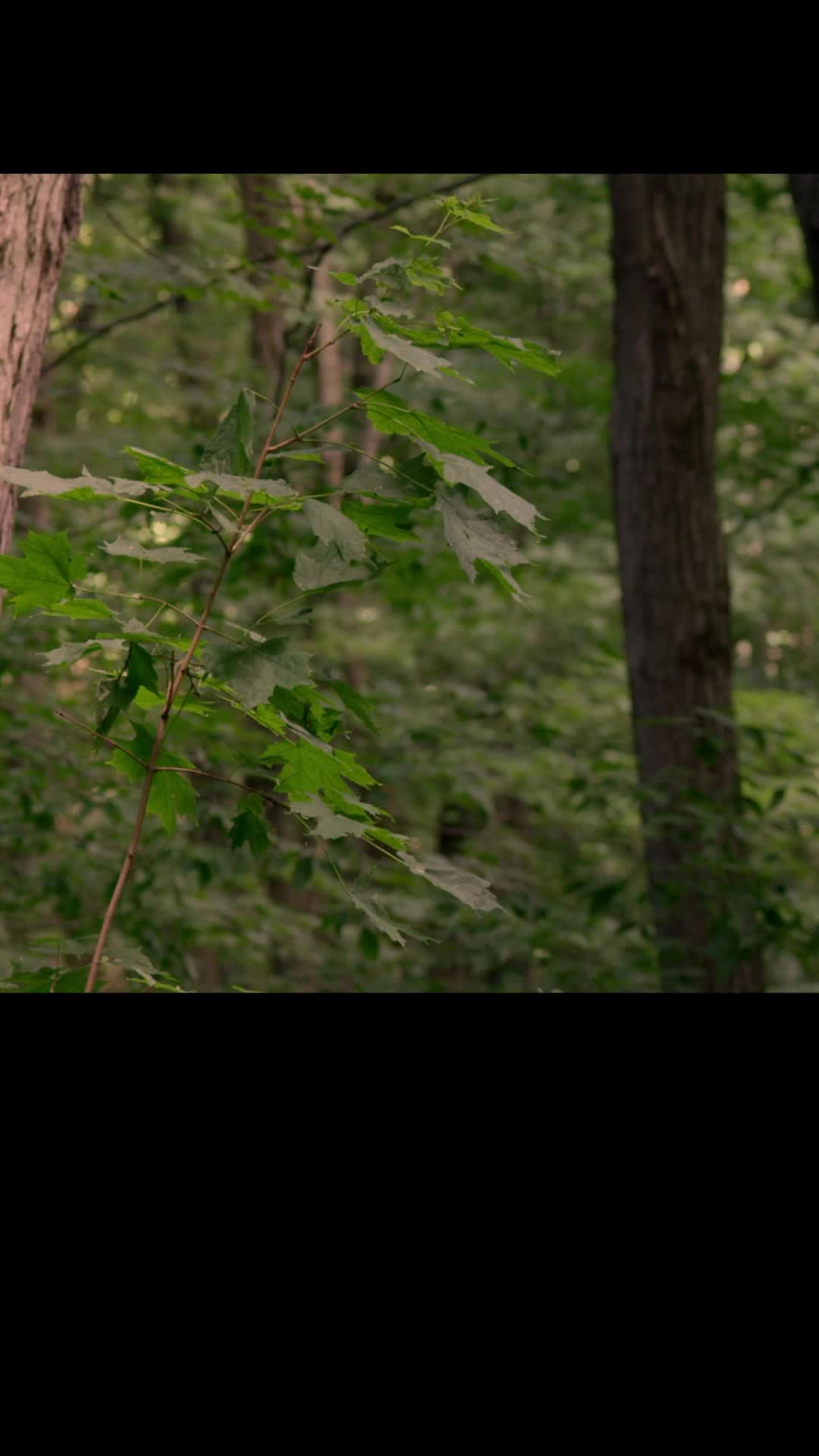 Episode 1 of Forest Fairies