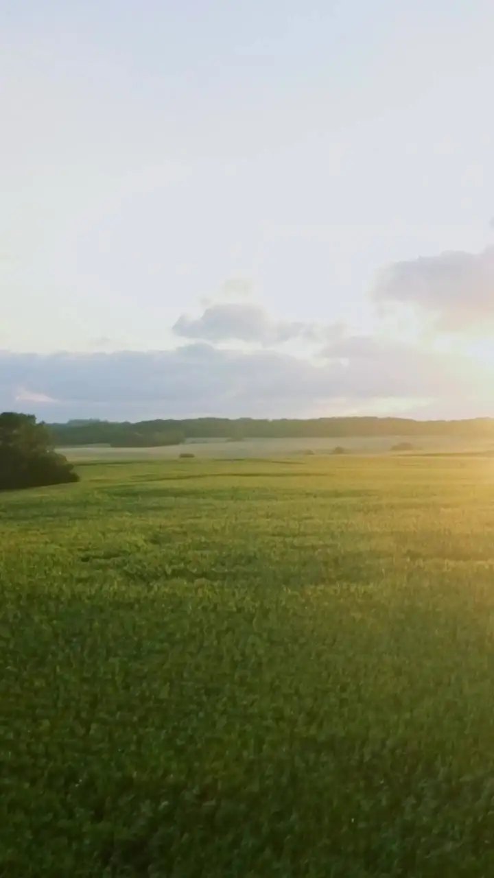 Episode 8 of In Love with a Single Farmer-Daddy