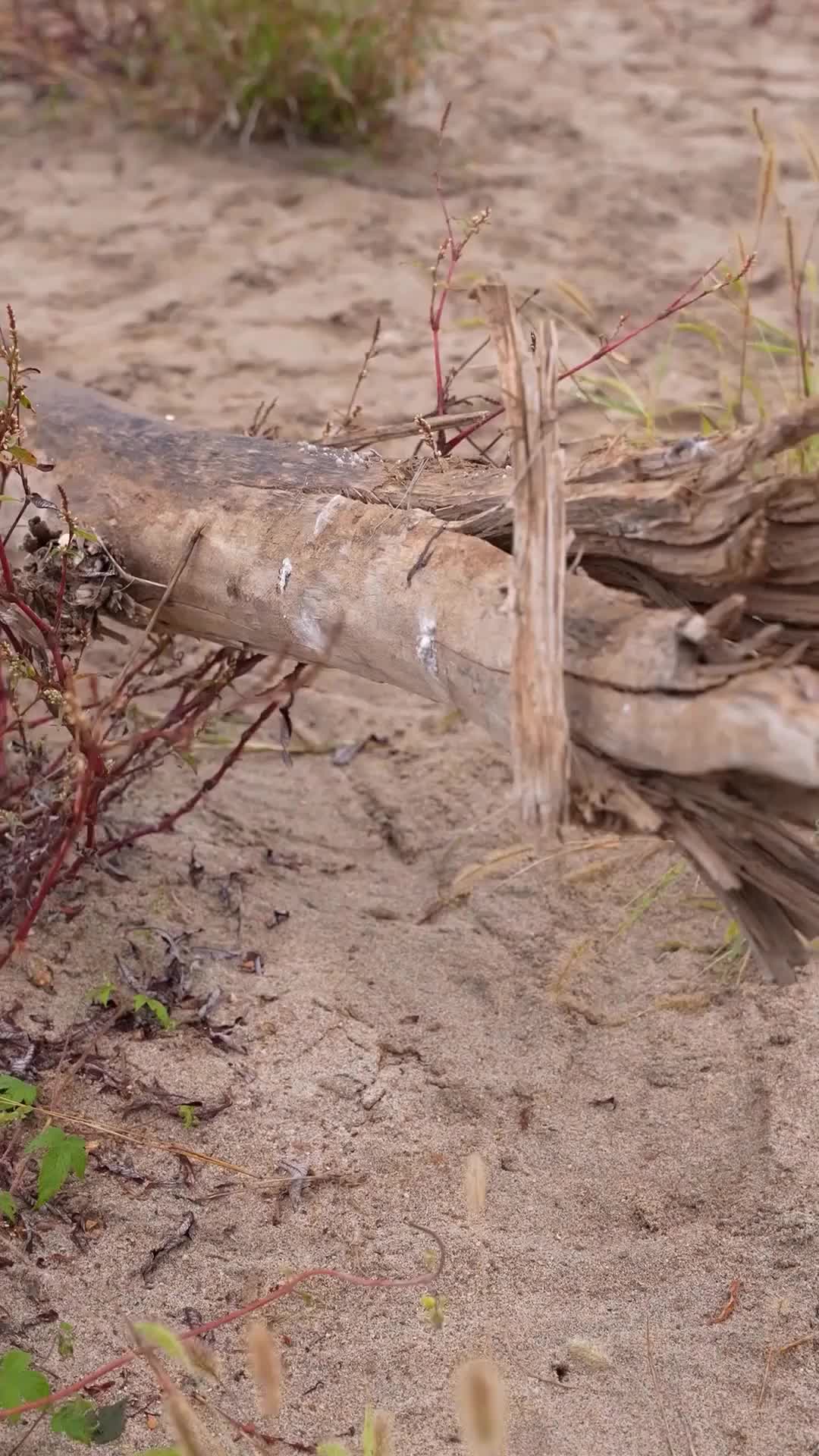 Episode 13 of Island Survival