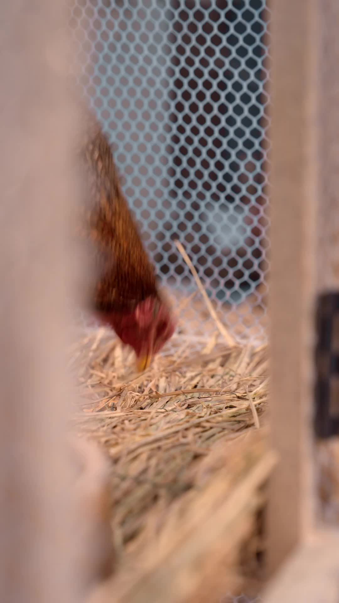Episodio 1 de La venganza del gallo