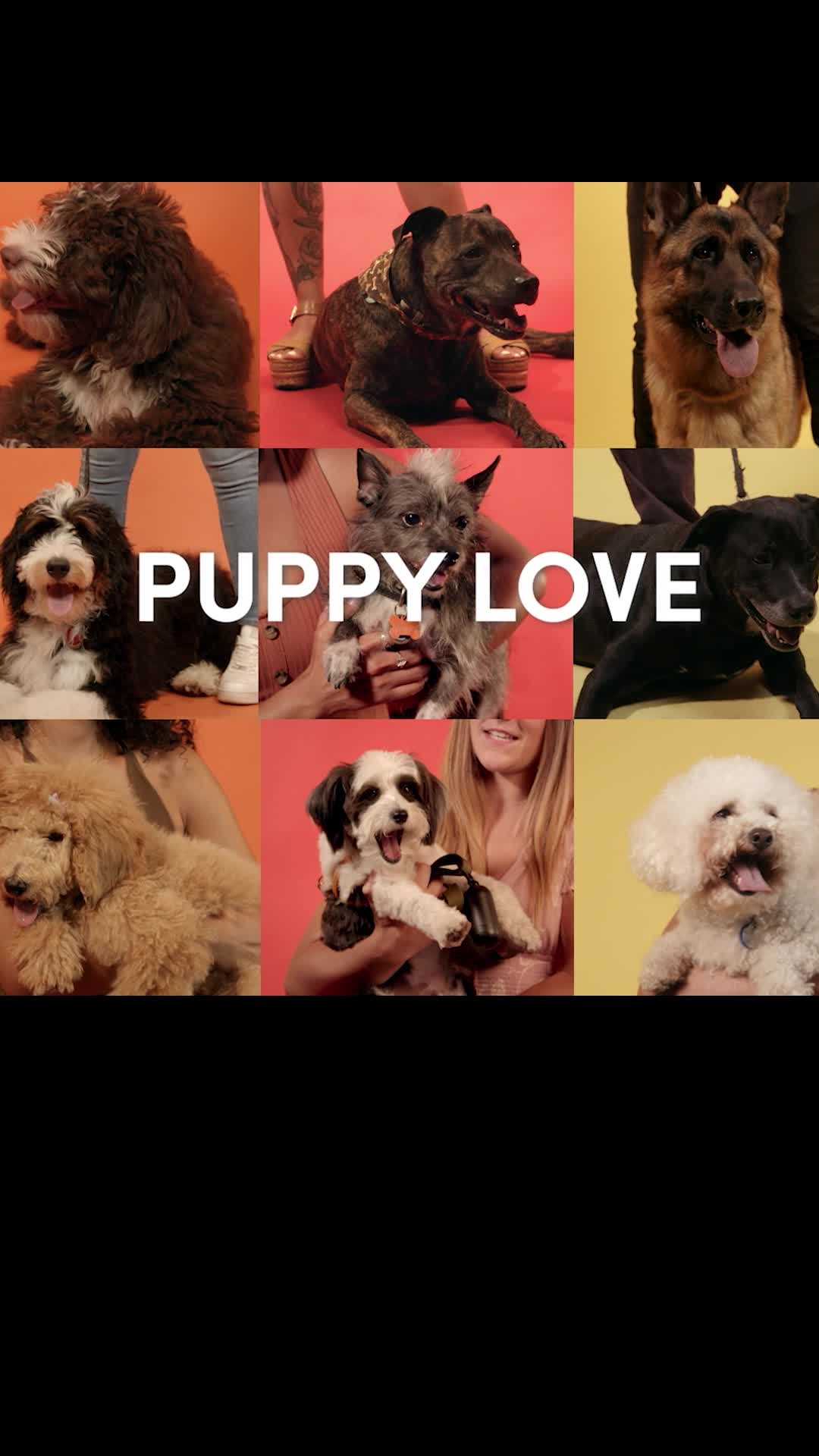 Episode 14 of Puppy Love