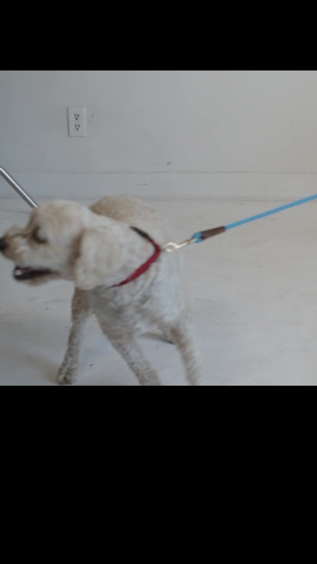 Episode 4 of Puppy Love