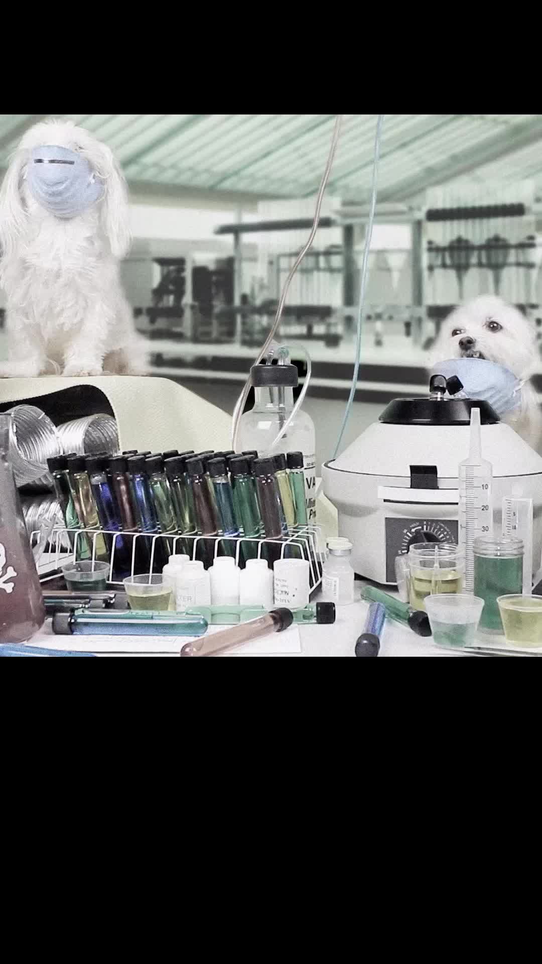 Episode 10 of Star Paws