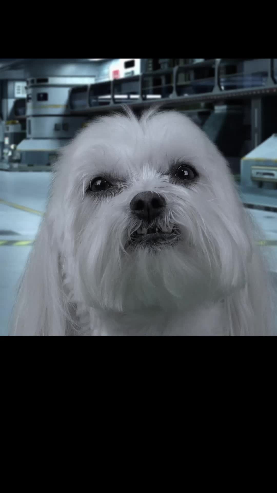 Episode 12 of Star Paws