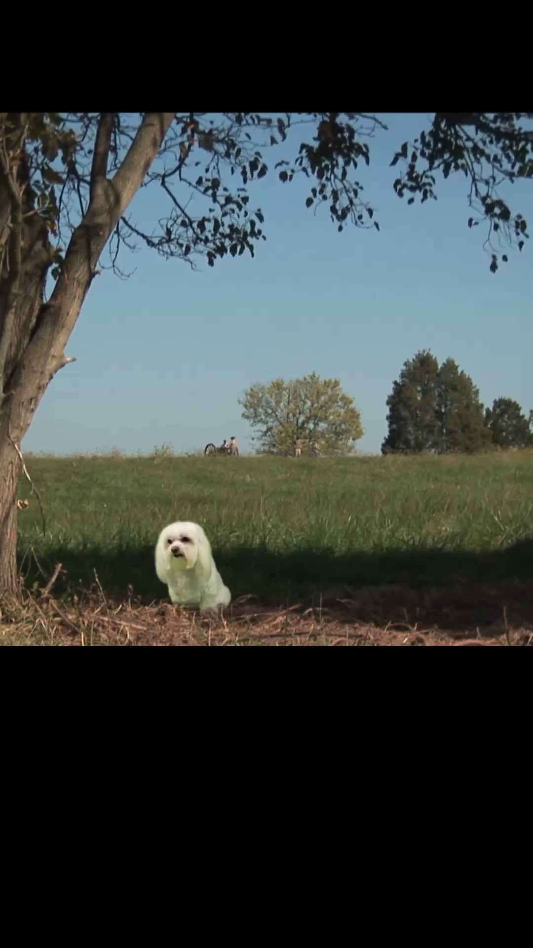 Episode 13 of Star Paws