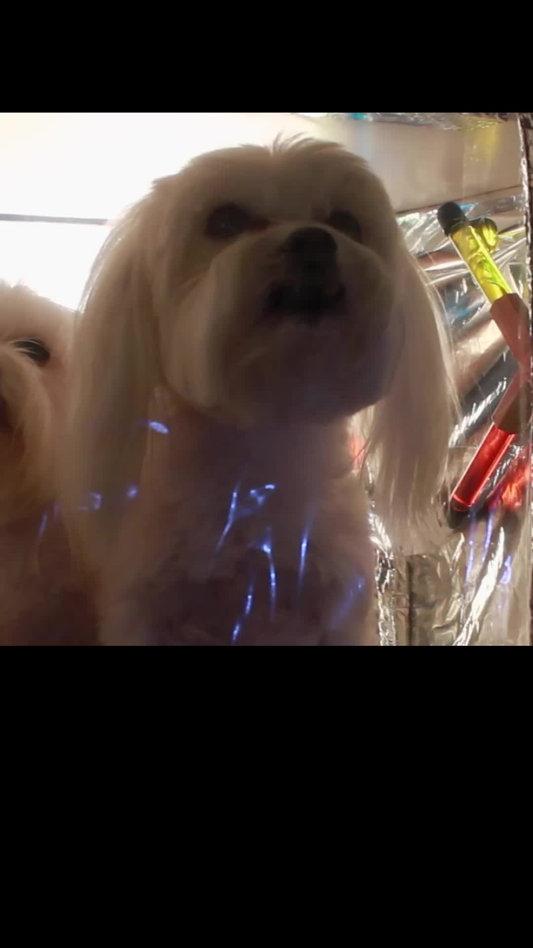 Episode 18 of Star Paws