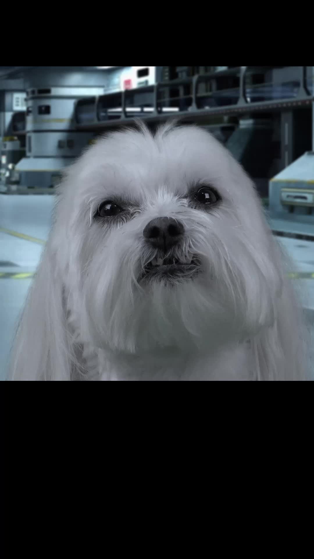 Episode 19 of Star Paws