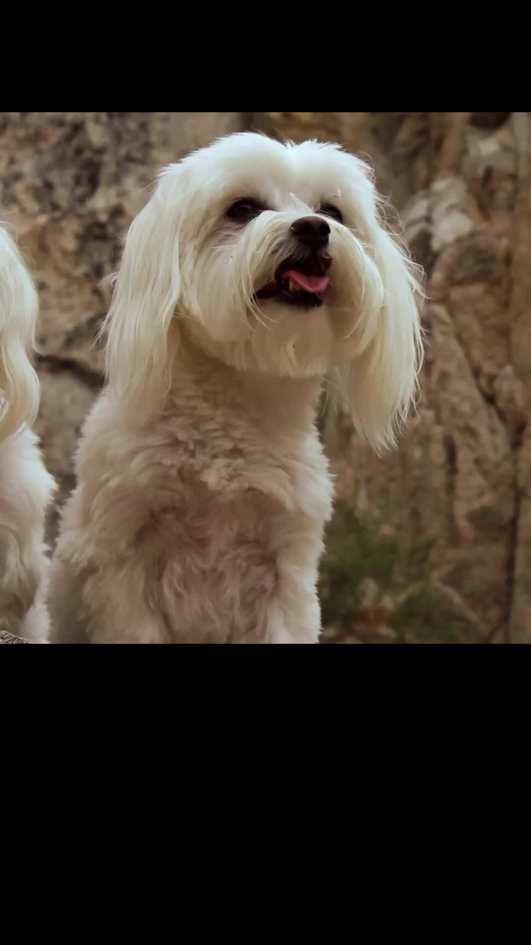 Episode 25 of Star Paws