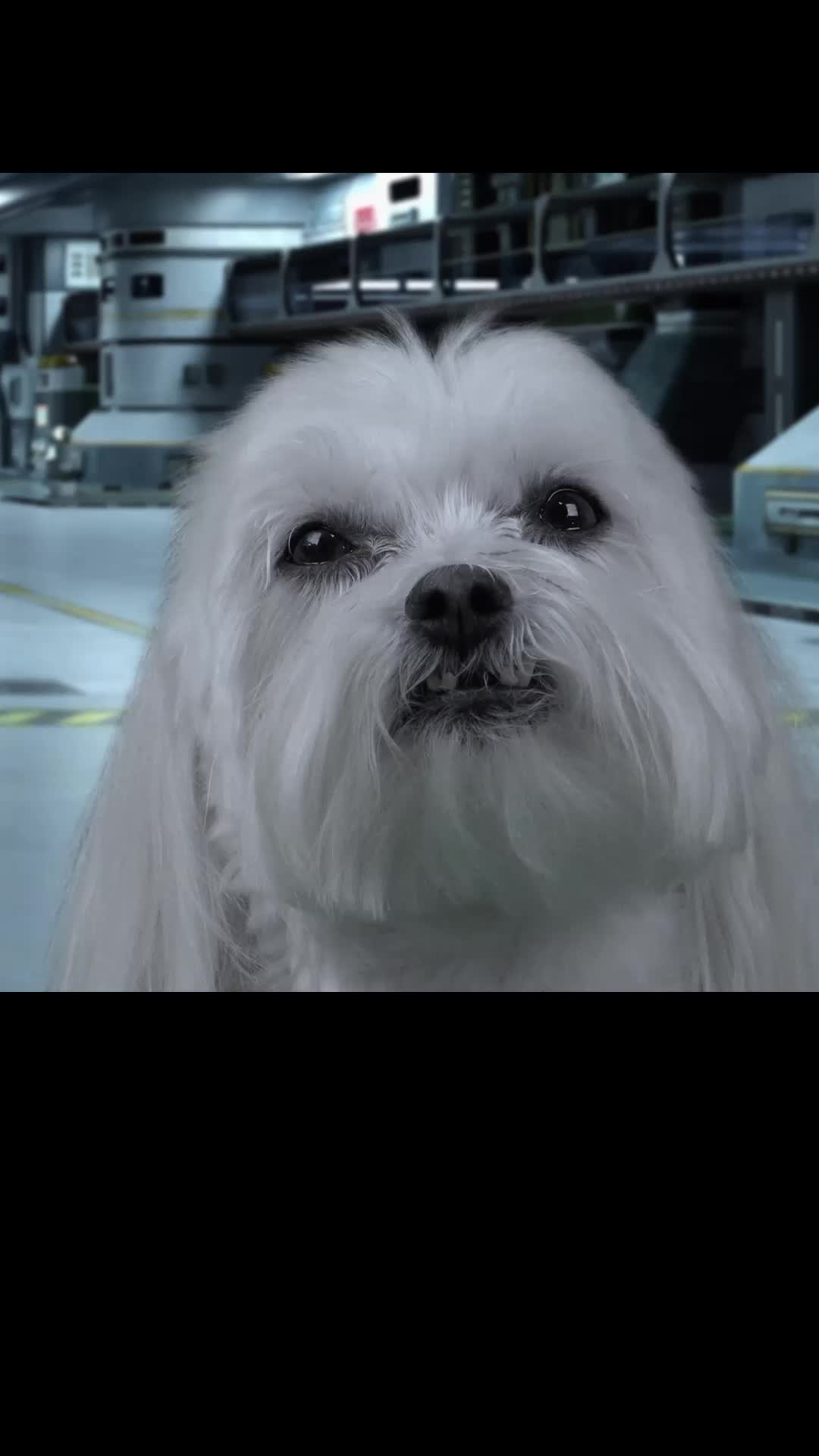 Episode 4 of Star Paws