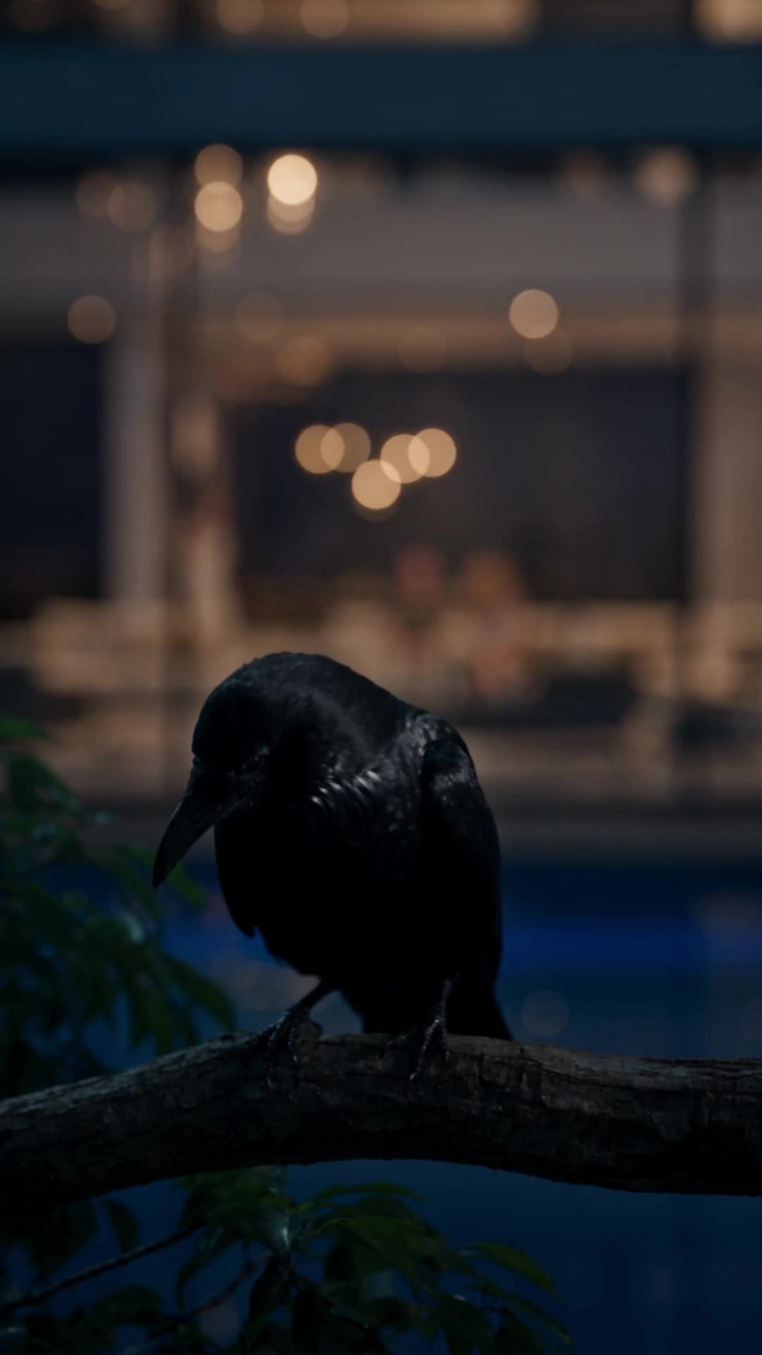 Episódio 1 de Sua Obsessão Noturna