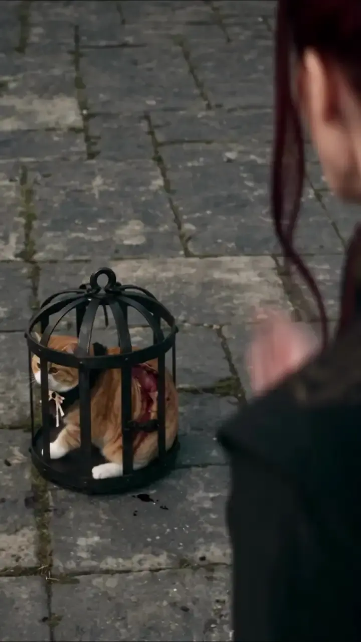 Episode 8 of The Weakest Orange Cat Is the Strongest Golden Tiger